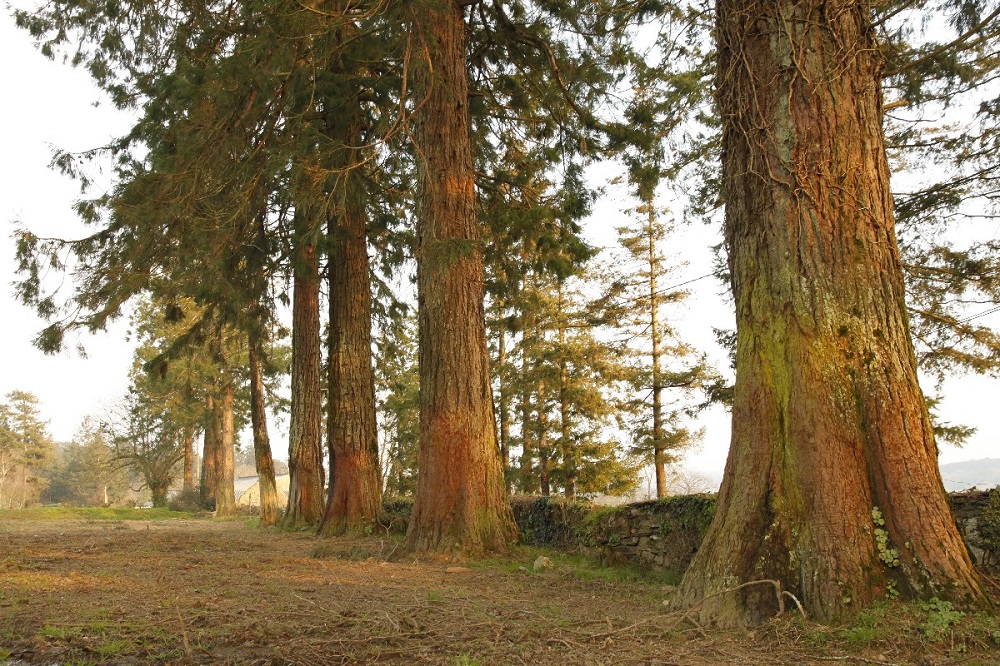 Séquoias géants à Bohal