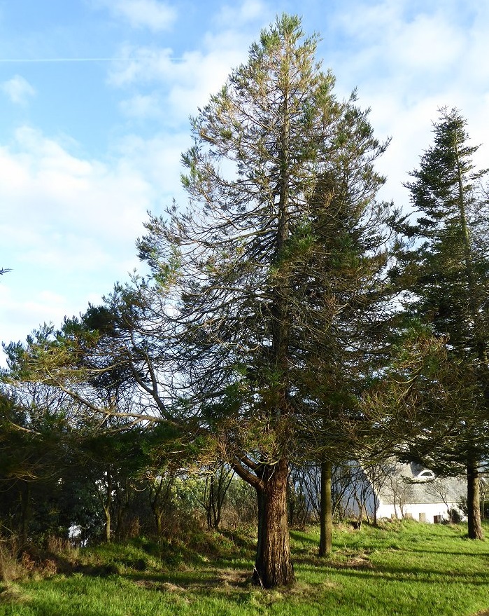Séquoia géant à Brest