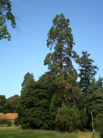 Séquoia géant à Fougères