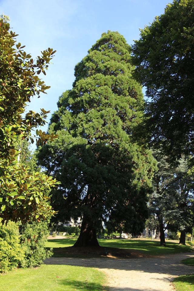 Séquoia géant à Guingamp