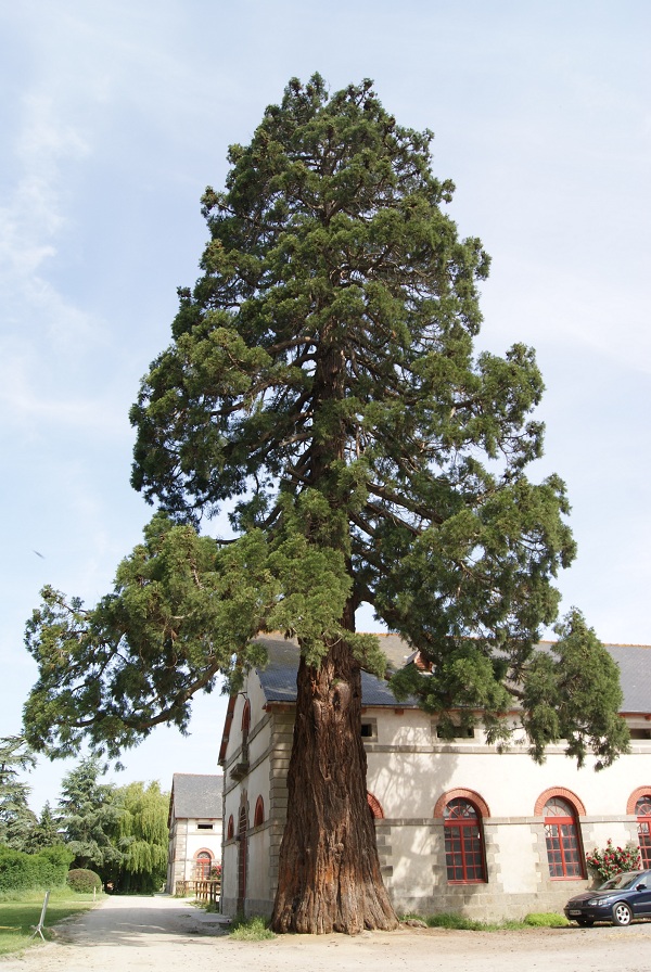 Séquoia géant à Lamballe