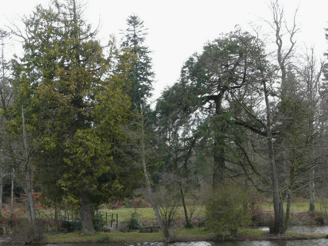 Séquoia géant, Parc des Châtelets