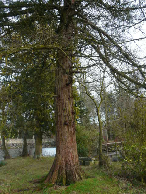 Séquoia géant, Saint-Brieuc