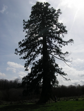 Séquoia géant à Parigné