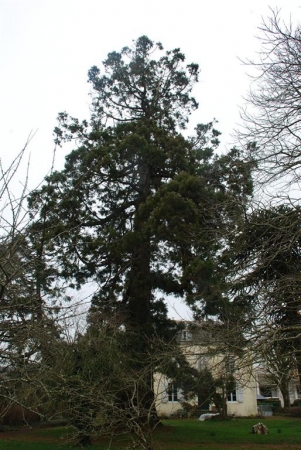 Séquoia géant à Ploërmel