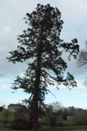 Séquoia géant à Plouay