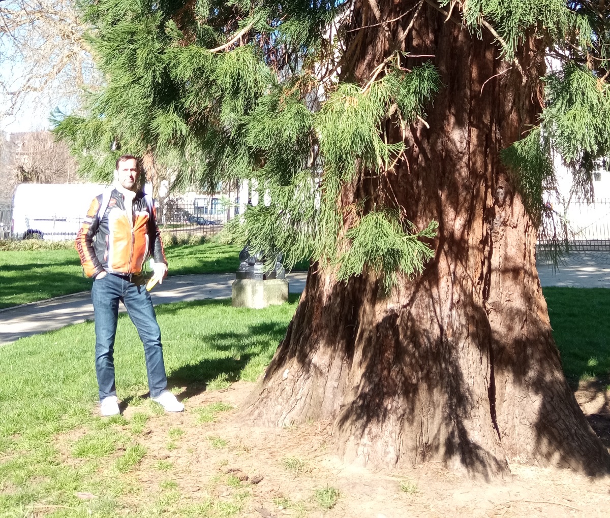 Séquoia géant à Quimper