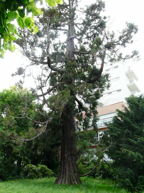 Séquoia géant à Rennes