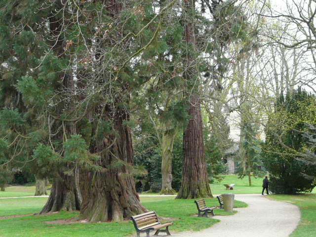 Séquoias géants à Rennes