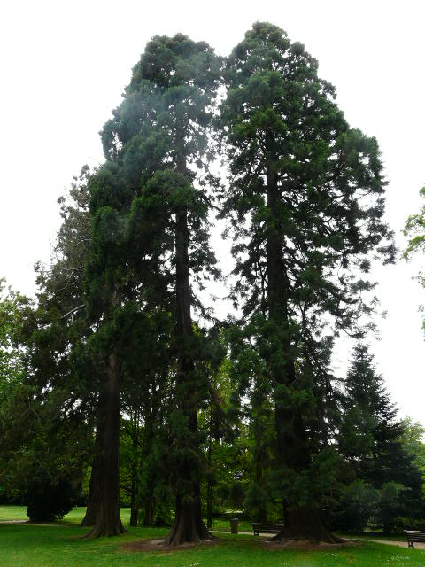 Séquoias géants parc Oberthur à Rennes