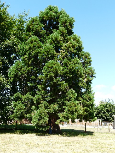 Séquoia géant parc du Vau Méno
