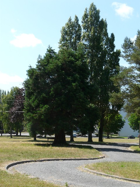 Séquoia géant de St Brieuc