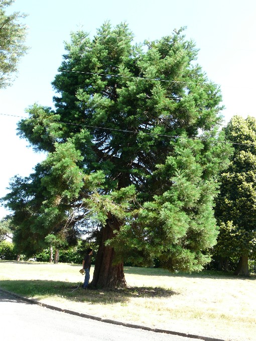 Séquoia géant à Saint Brieuc