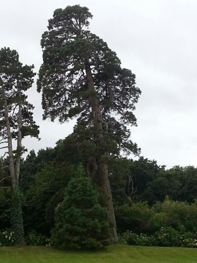 Séquoia géant à St Coulomb