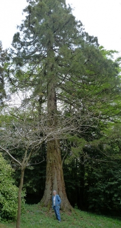 Séquoia géant à St Médar sur Ille