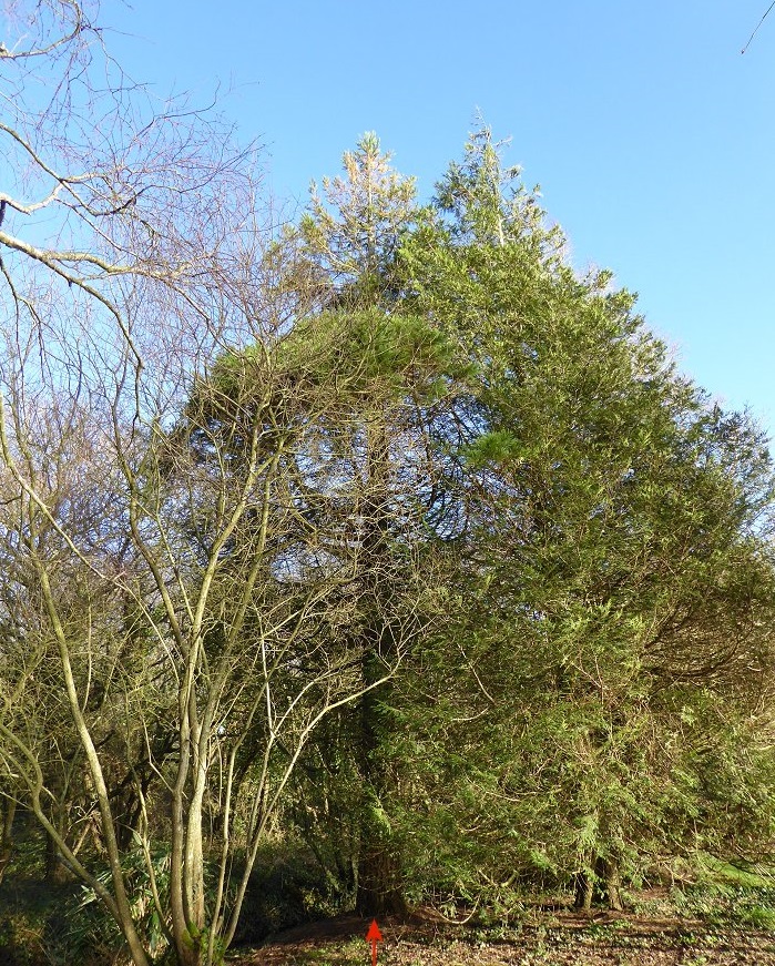 Séquoia géant à St-Renan