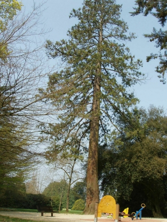 Séquoia géant à Vitré