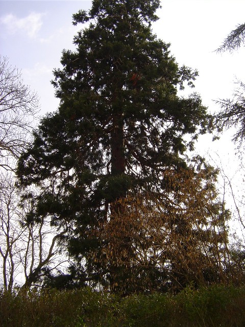 Séquoia géant 115 avenue Charles Péguy