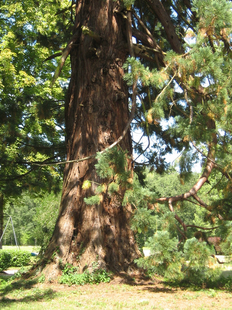 Séquoia géant à Ardon