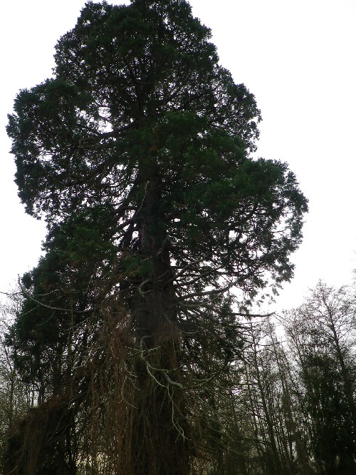 Séquoia géant à Azay le Rideau
