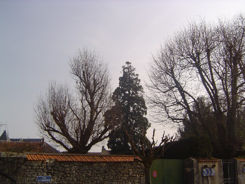 Séquoia géant à Beaulieu sur Loire