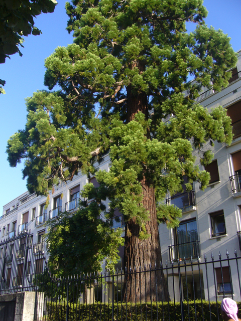 Séquoia géant à Blois