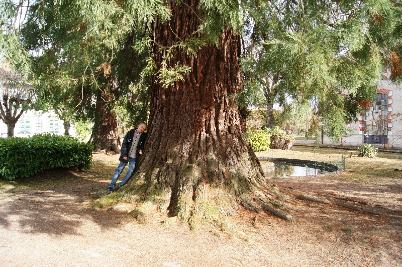 Séquoias géants à Briare