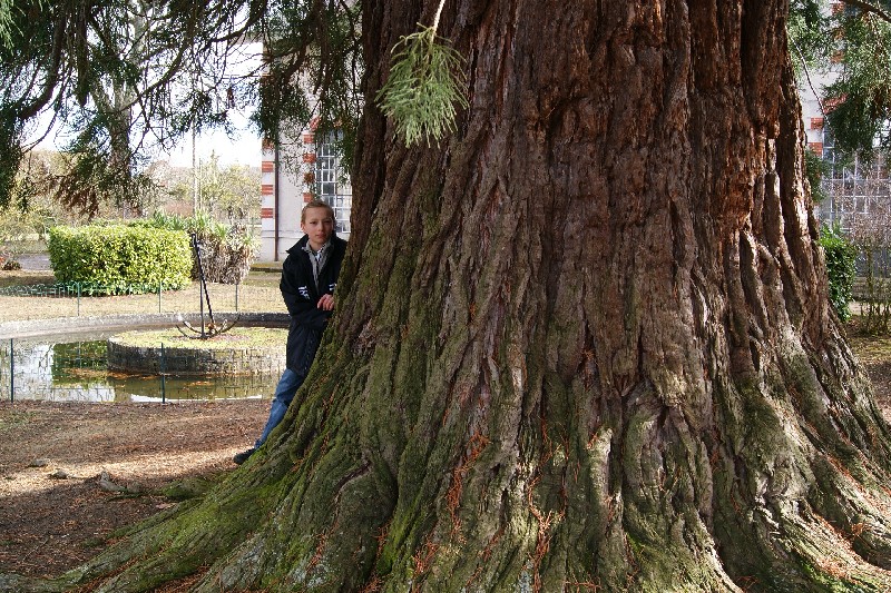 Séquoia géant de 6,80m de circonférence