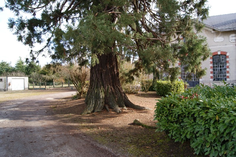 Séquoia géant de 5,90m de circonférence