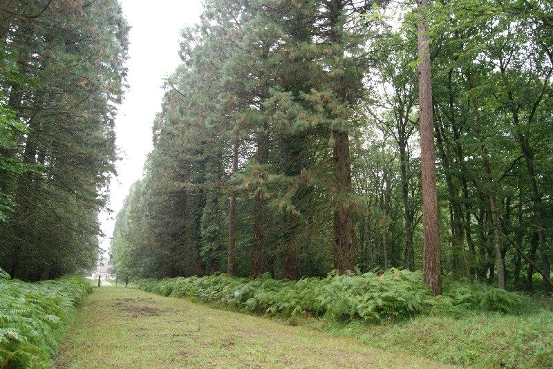 Allée de séquoias géants dans le parc de Chambord