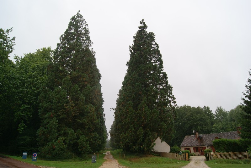 Début de l'allée de 72 séquoias géants à Chambord