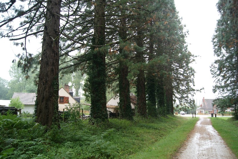 Séquoias géants à Chambord