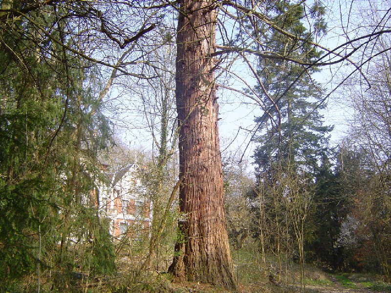 Séquoia géant à Chatillon sur Loire