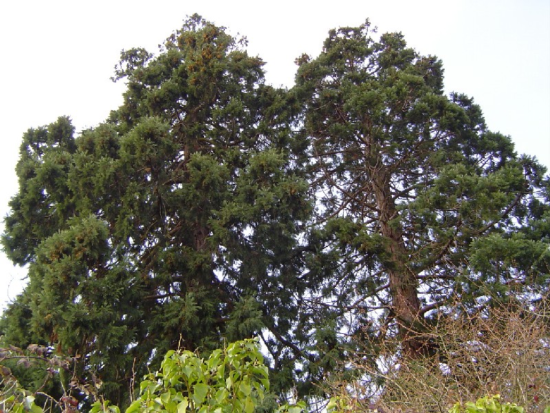 Séquoias géants à Chécy venelle des Muids