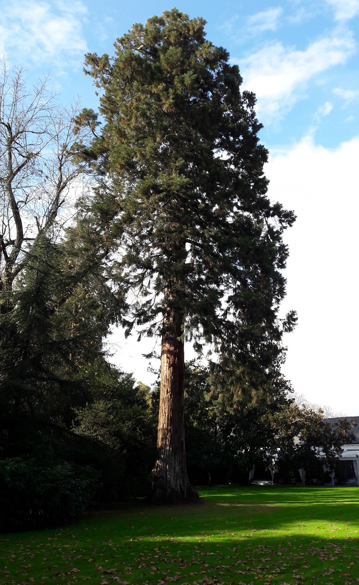 Séquoia géant à Chenonceaux