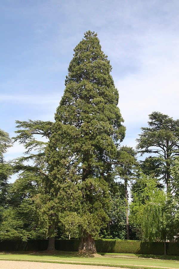 Séquoia géant dans le parc de Cheverny