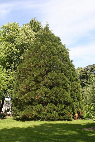 Jeune séquoia géant