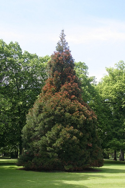 Séquoia géant au Château de Cheverny