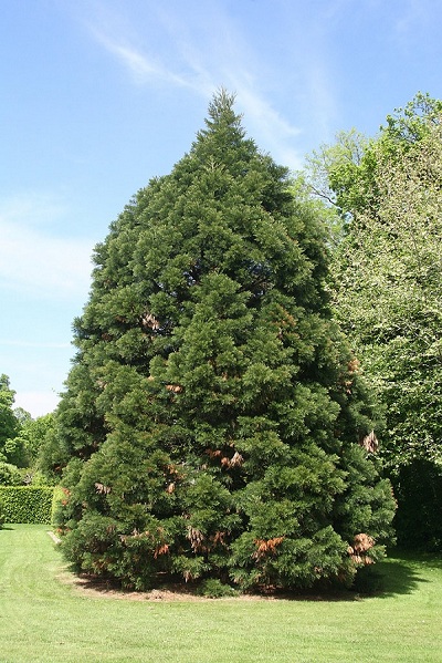 Séquoia géant dans le parc de Cheverny