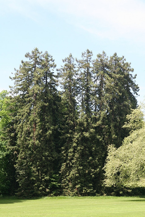 Séquoias sempervirens à Cheverny