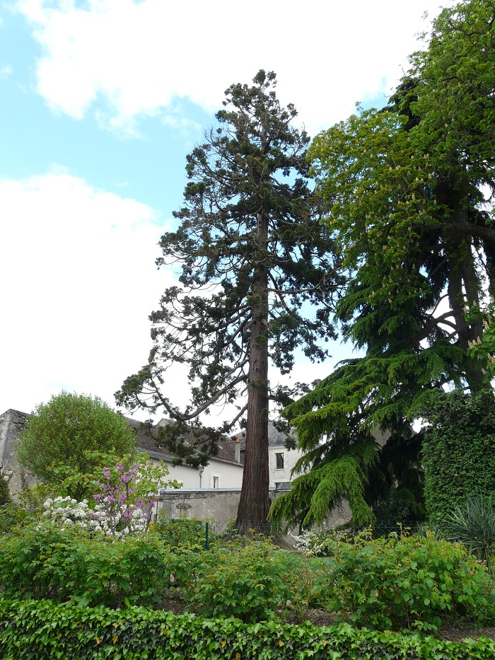 Séquoia géant à Descartes