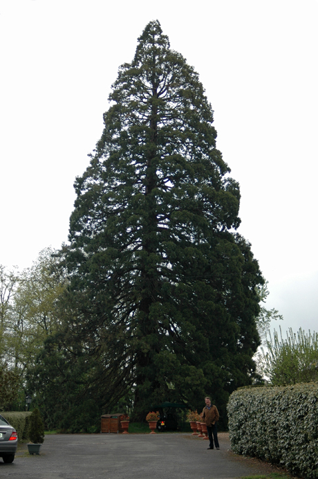 Séquoia géant à Donnery © Astrid Bertrand