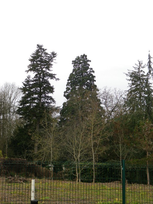 Séquoia géant à Fondettes