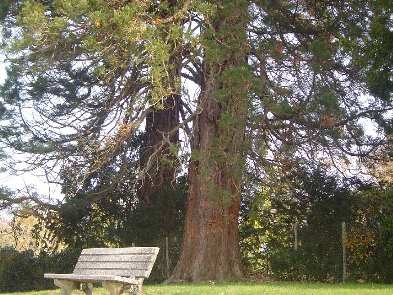 Deux séquoias géants du jardin public 