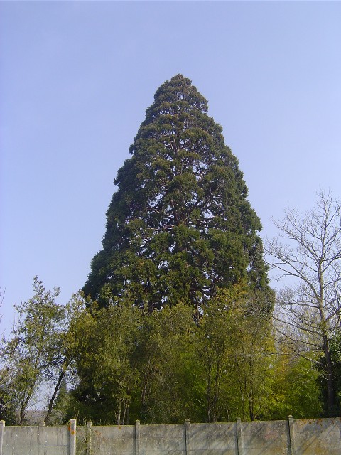 Séquoia géant à Gien route de Bourges