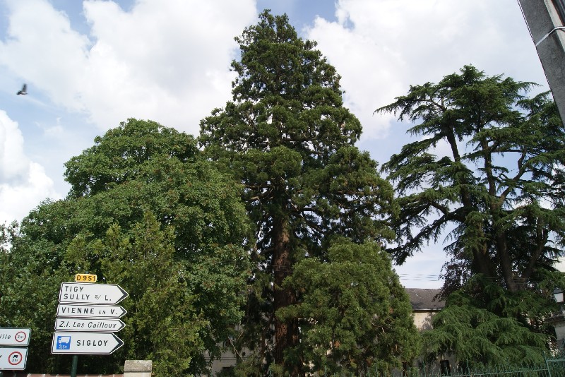 Séquoia géant à Jargeau
