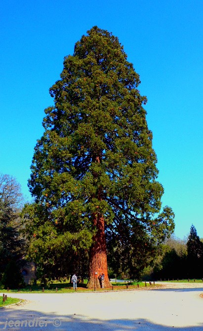 Séquoia géant en forêt d'Orléans