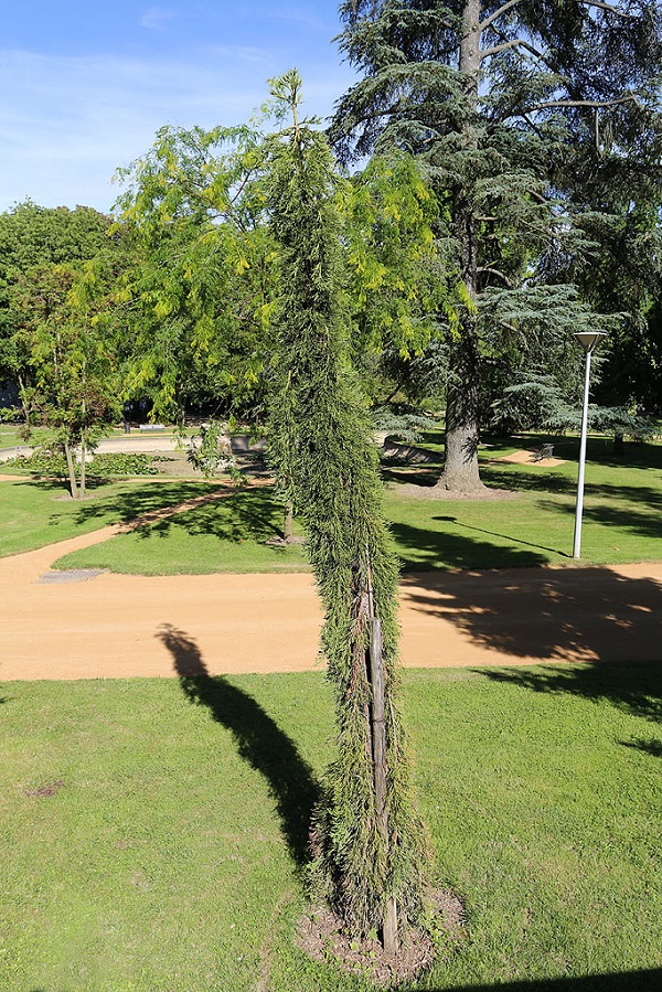 Séquoia pendulum à Montargis