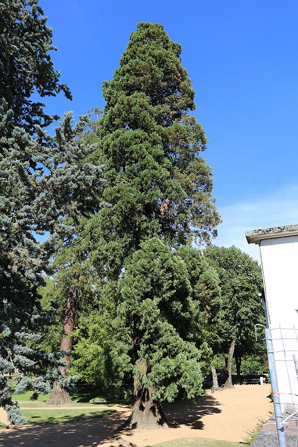 Séquoia géant à Montargis