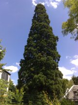 Séquoia géant à Montcresson